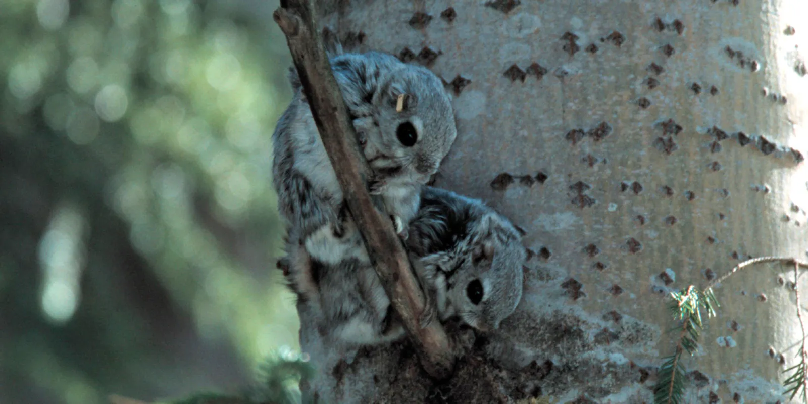 Toydagi porno suratga qisqa nazar Ogli bilan jinsiy aloqada bolgan ayollar